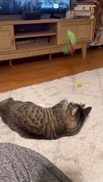 Enlarge Pixie, a Adoptable Domestic Short Hair in Weehawken, NJ video 6/6