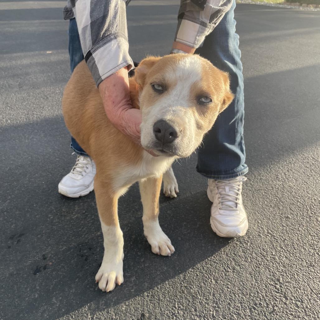 Hardee, Adoptable, Young Male Mixed Breed.