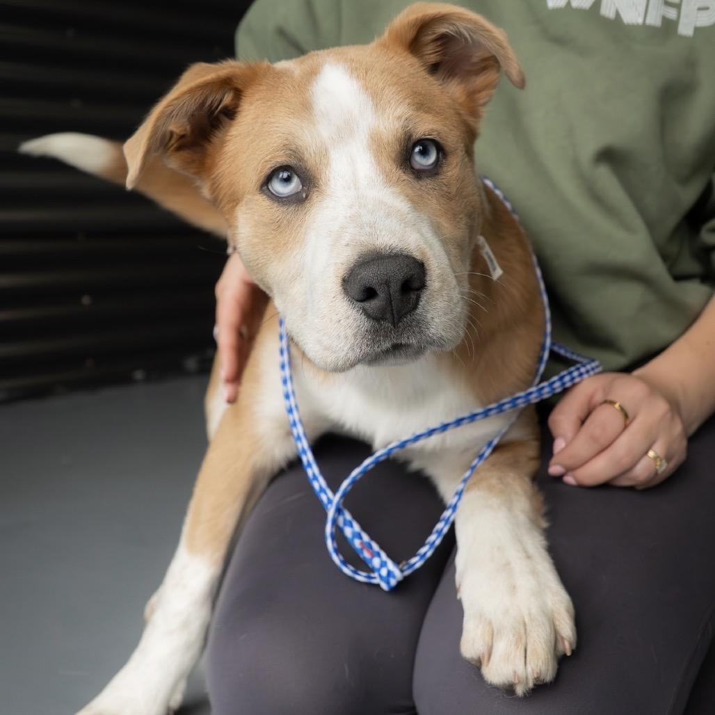 Hardee, a Adoptable Mixed Breed in Tacoma, WA image 2/6
