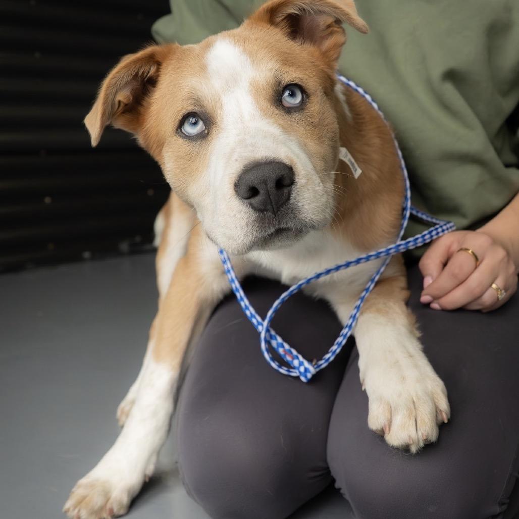 Hardee, a Adoptable Mixed Breed in Tacoma, WA image 3/6