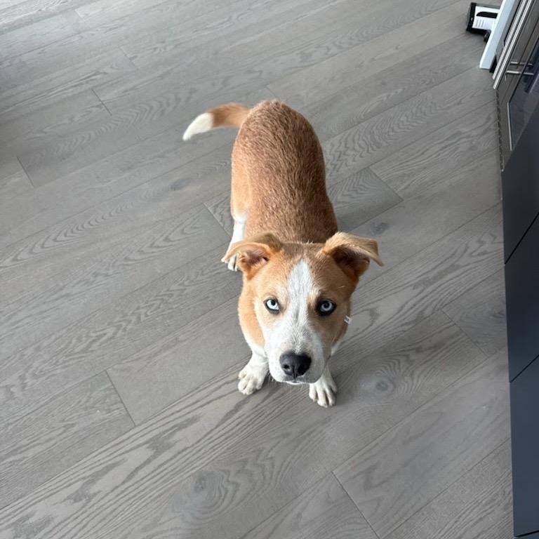 Hardee, a Adoptable Mixed Breed in Tacoma, WA image 5/6