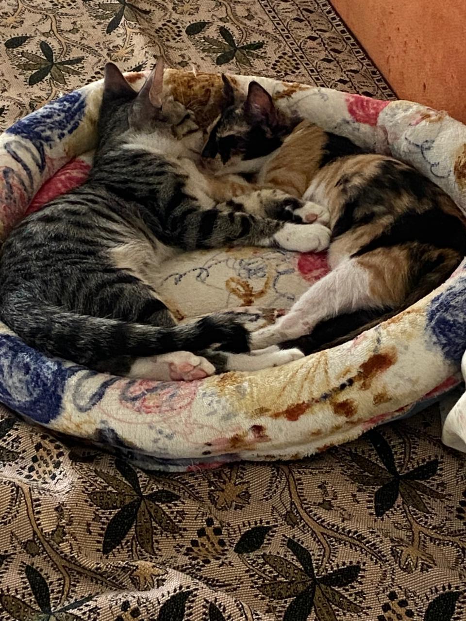 Bonded Pair 3 months old Kitten