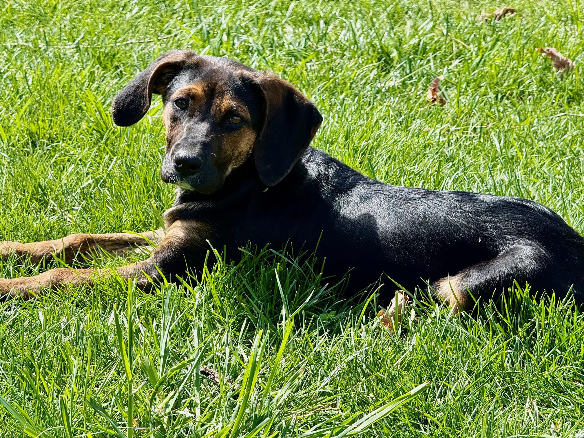 Enlarge Chrissy , a Adoptable mixed breed in Richmond, VA image 4/6