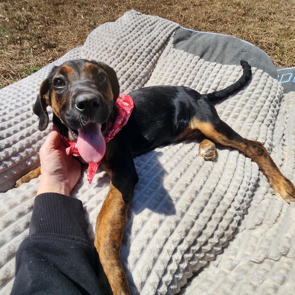 Enlarge Chrissy , a Adoptable mixed breed in Richmond, VA image 5/6