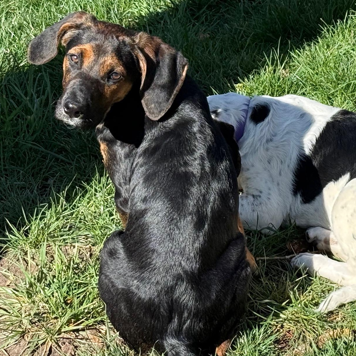 Enlarge Chrissy , a Adoptable mixed breed in Richmond, VA image 6/6