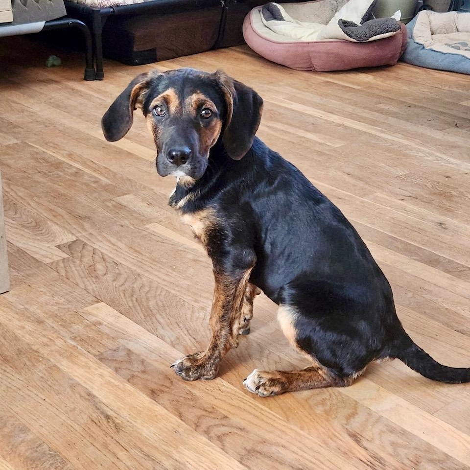 Enlarge Chrissy , a Adoptable mixed breed in Richmond, VA image 2/6