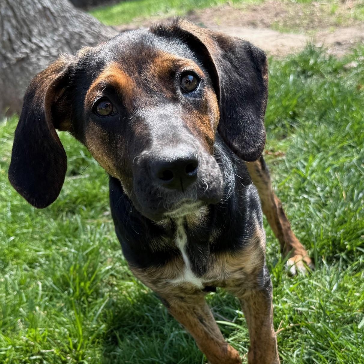 Enlarge Chrissy , a Adoptable mixed breed in Richmond, VA image 1/6