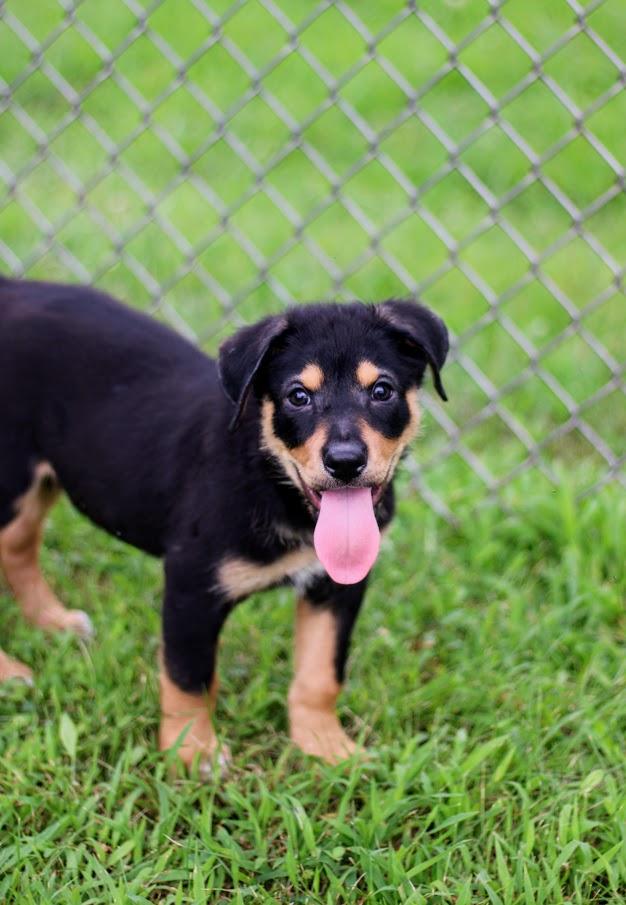 Enlarge Paxton, a Adoptable mixed breed in Battle Creek, MI image 5/6