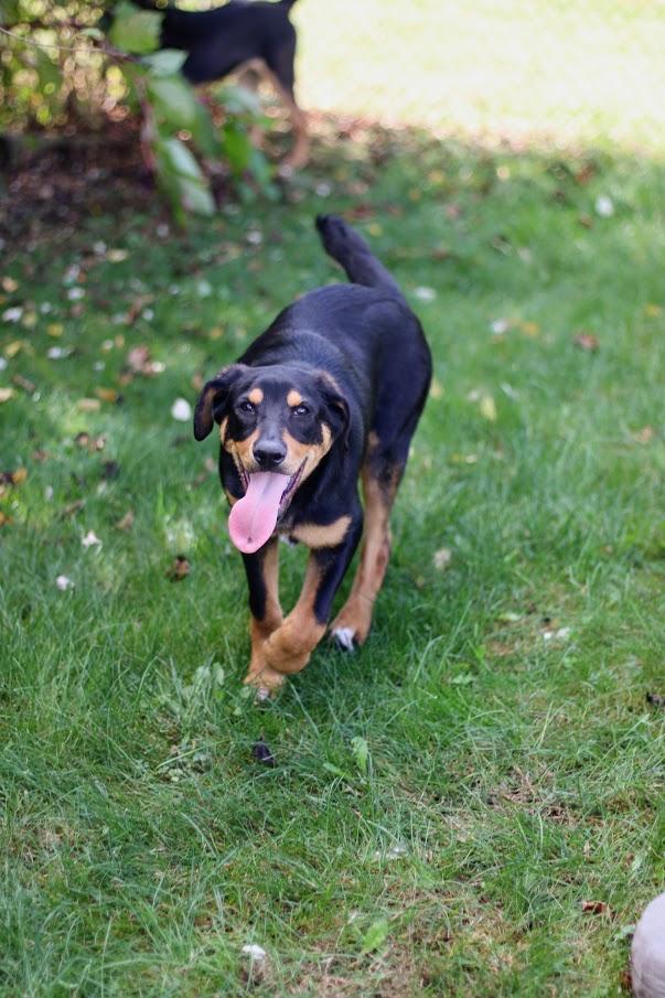 Enlarge Paxton, a Adoptable mixed breed in Battle Creek, MI image 3/6