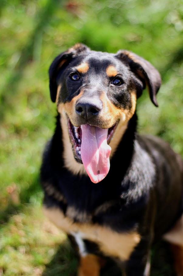 Enlarge Paxton, a Adoptable mixed breed in Battle Creek, MI image 2/6