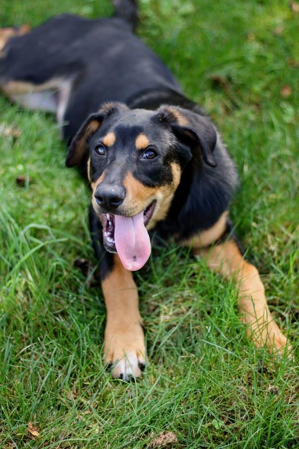Enlarge Paxton, a Adoptable mixed breed in Battle Creek, MI image 1/6