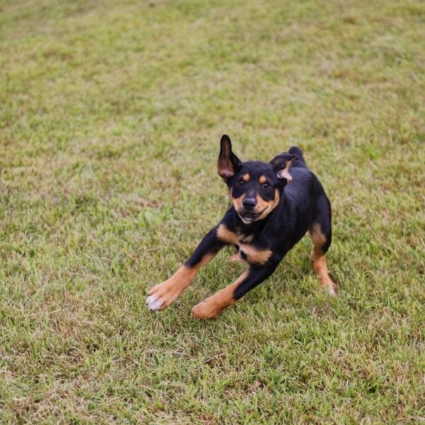 Enlarge Paxton, a Adoptable mixed breed in Battle Creek, MI image 6/6