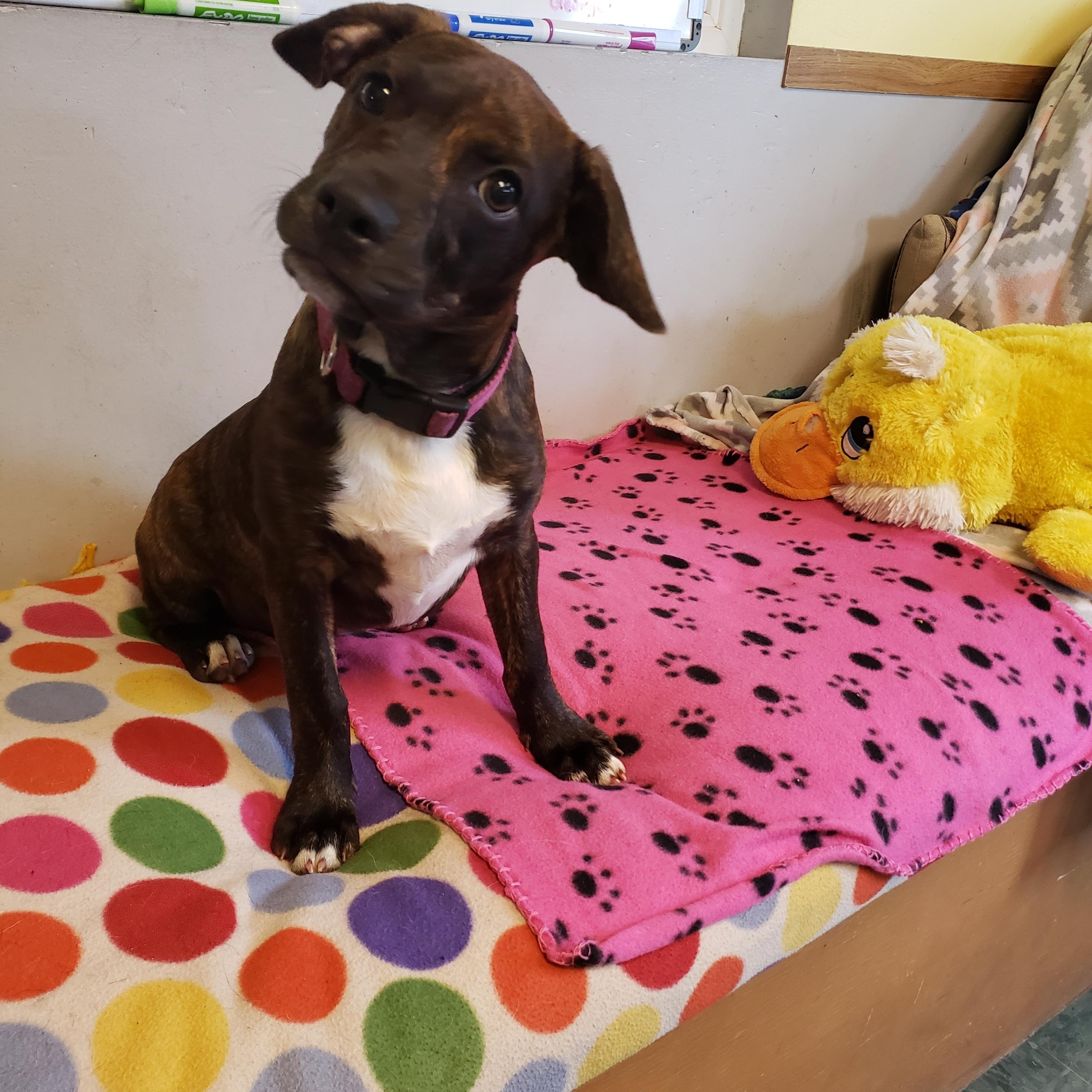 Lizzi' Puppies, ADOPTABLE, Puppy Male Boston Terrier & Jack Russell Terrier.