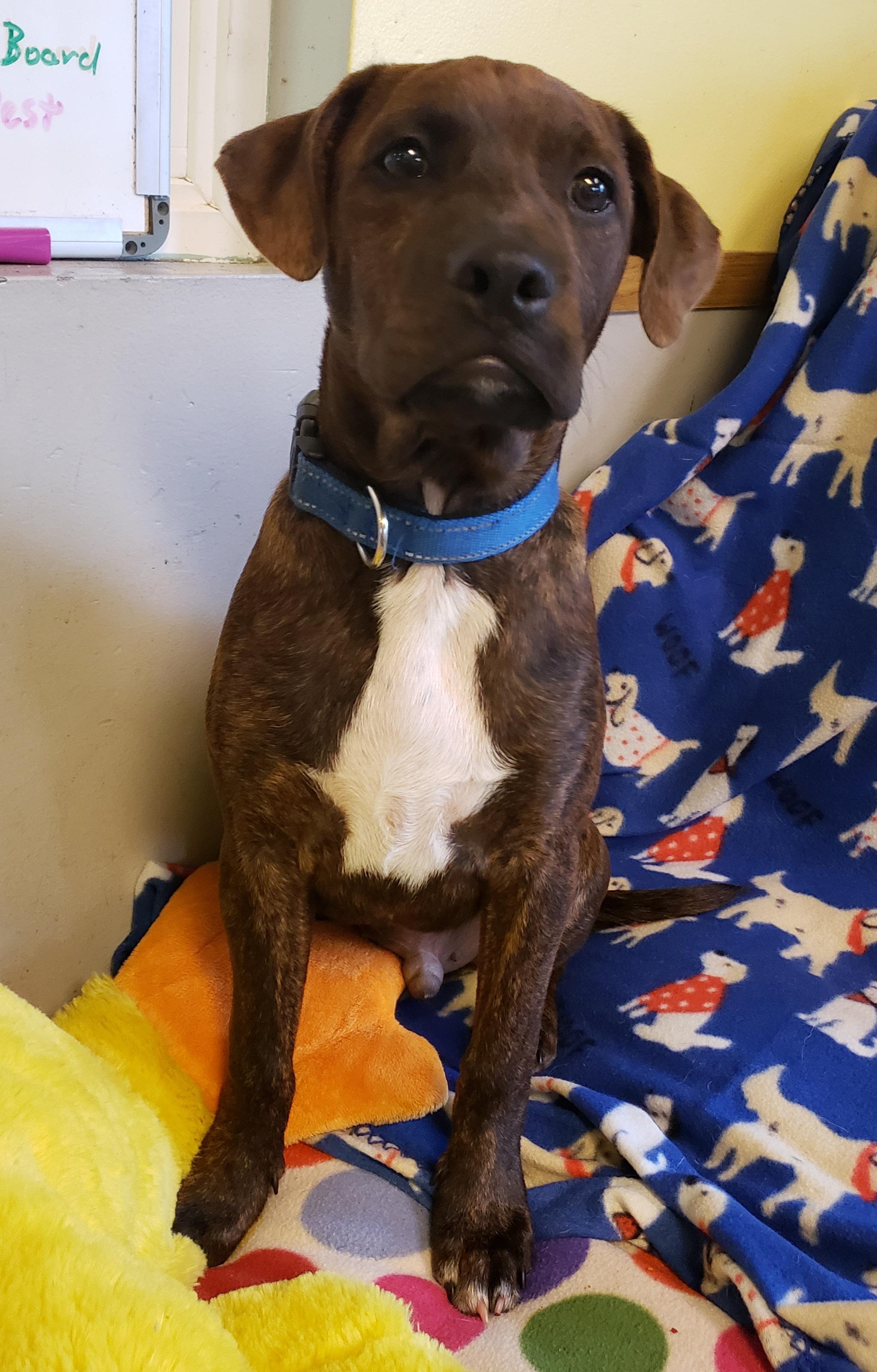 Enlarge Lizzi' Puppies, a ADOPTABLE mixed breed in Middlebury, IN image 4/5