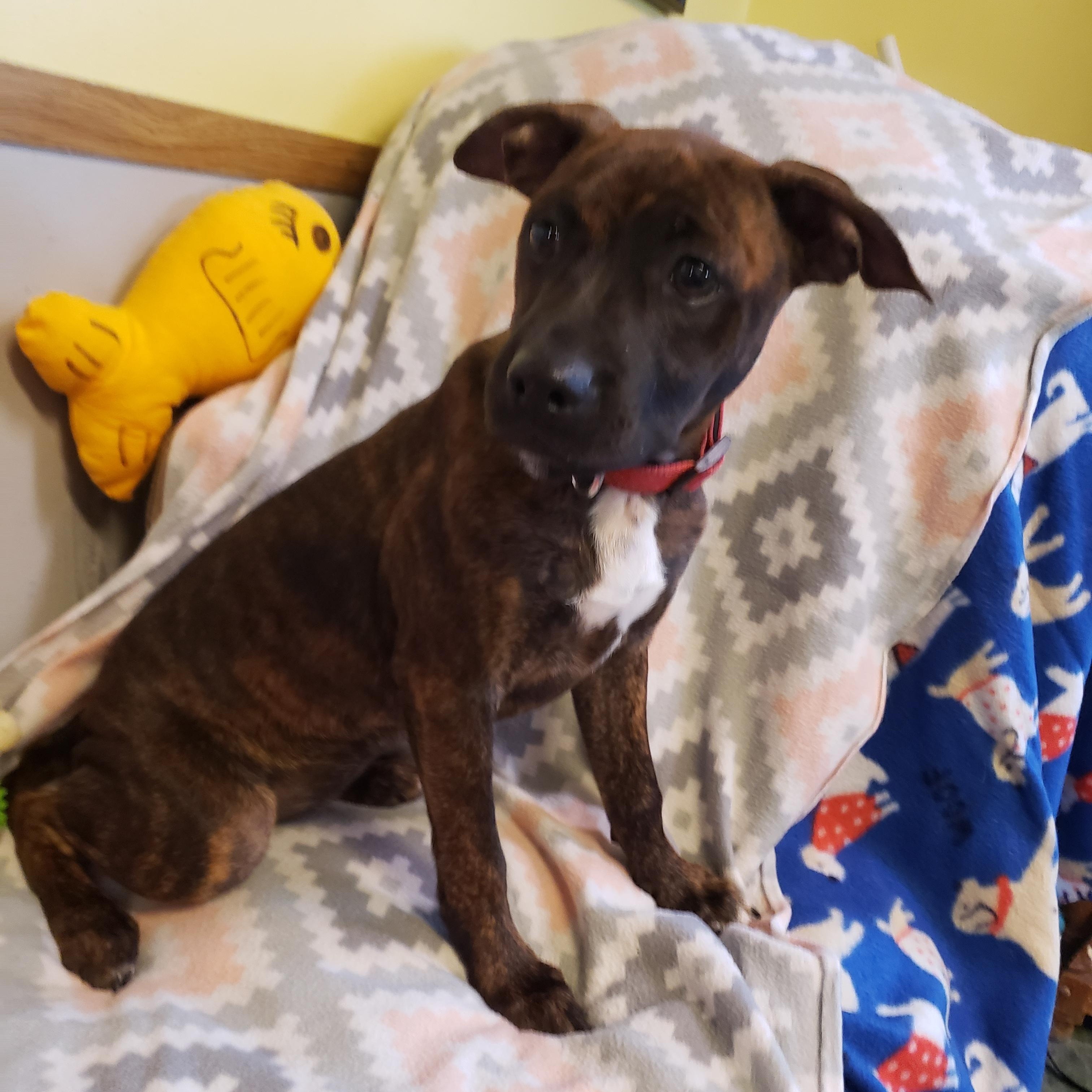 Enlarge Lizzi' Puppies, a ADOPTABLE mixed breed in Middlebury, IN image 2/5