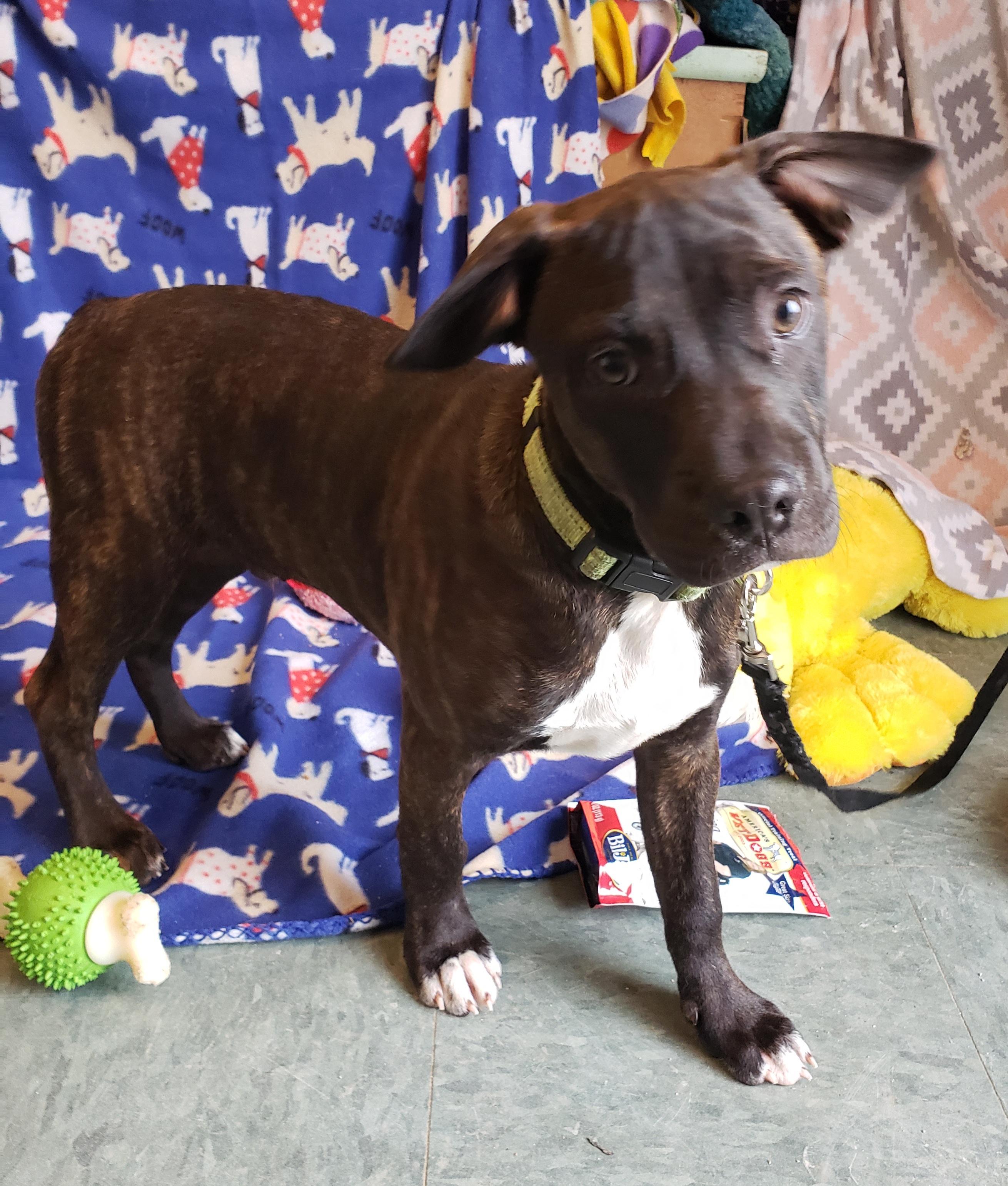 Enlarge Lizzi' Puppies, a ADOPTABLE mixed breed in Middlebury, IN image 3/5