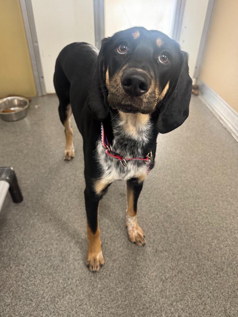 Enlarge Maybell, a Adoptable mixed breed in Lunenburg, VT image 1/1