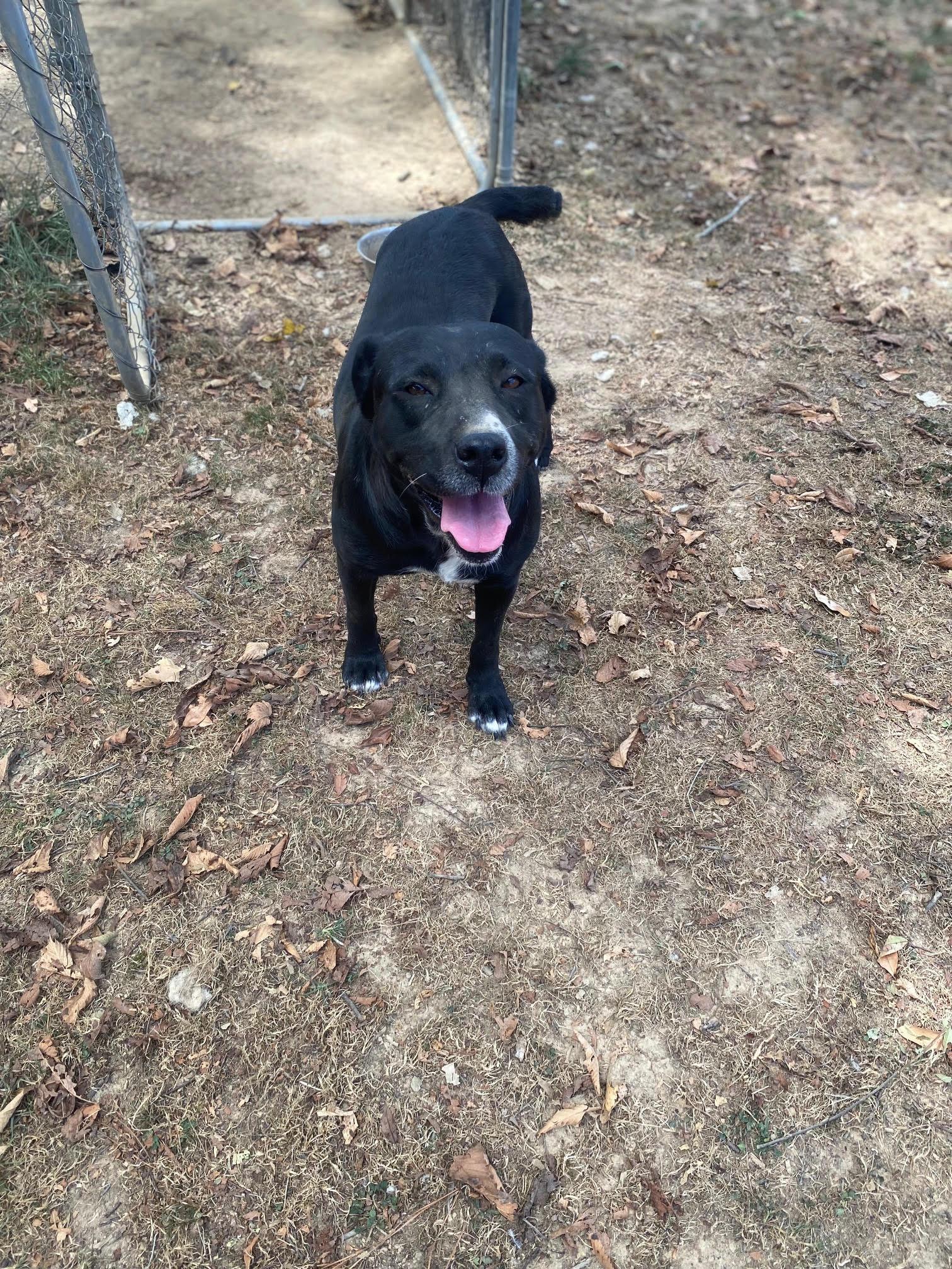 Pebbles , a Adoptable mixed breed in Pembroke, MA image 1/4