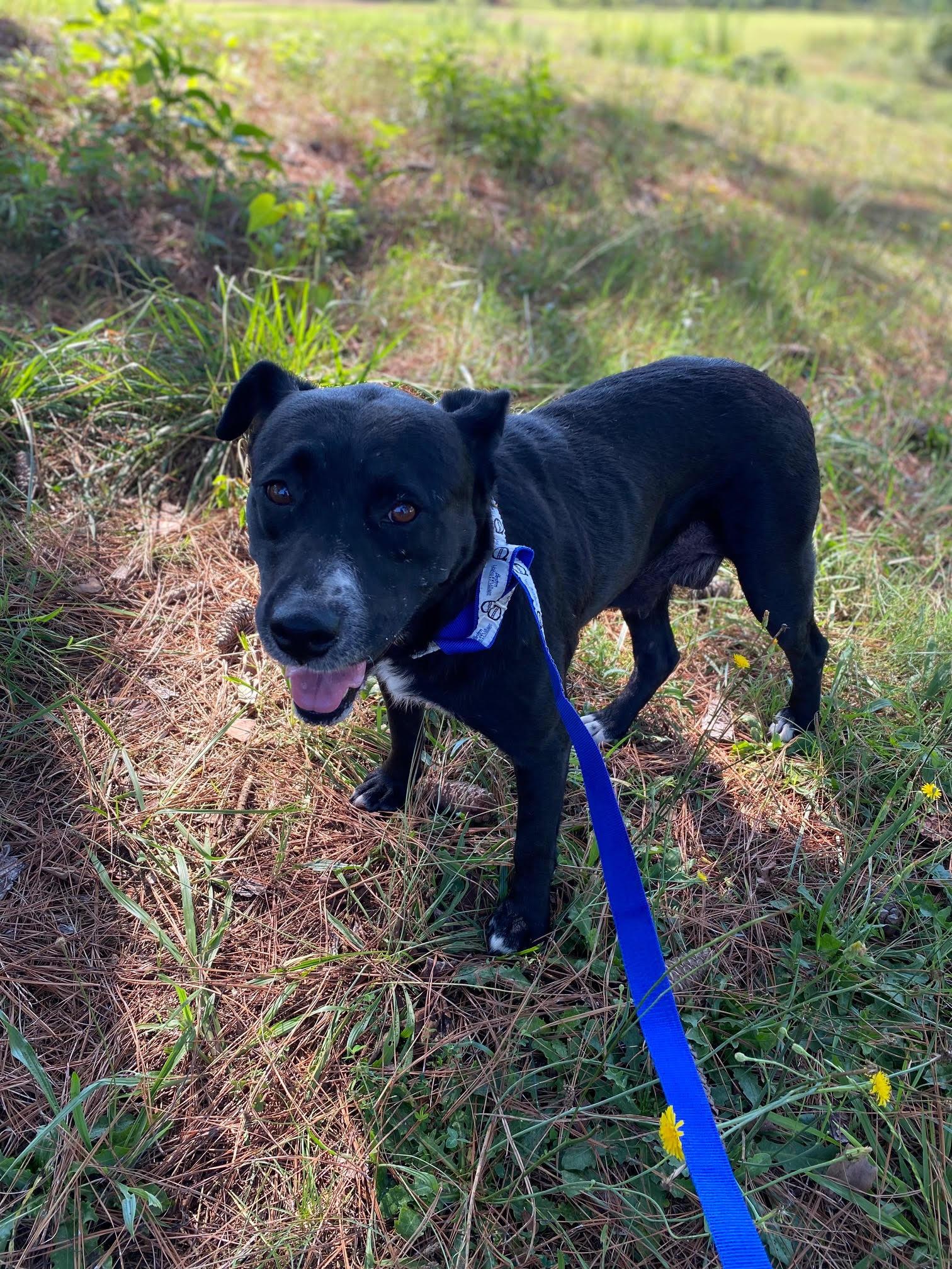 Pebbles , a Adoptable mixed breed in Pembroke, MA image 3/4