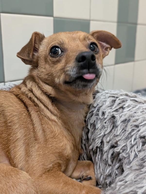 Duke, Adoptable, Senior Male Chihuahua.