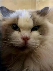 Enlarge Baby Boy , a ADOPTABLE Ragdoll in Ennis, TX image 1/2