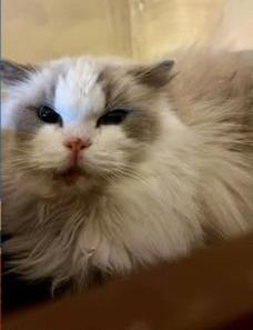 Enlarge Baby Boy , a ADOPTABLE Ragdoll in Ennis, TX image 2/2