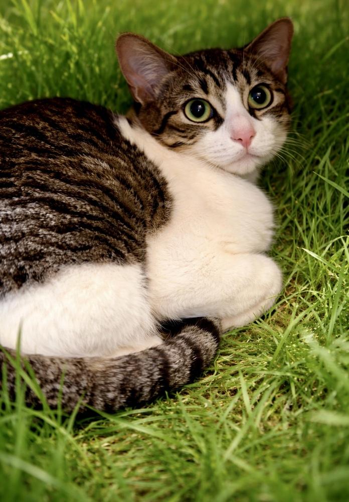 Love, Adoptable, Adult Female Domestic Short Hair.