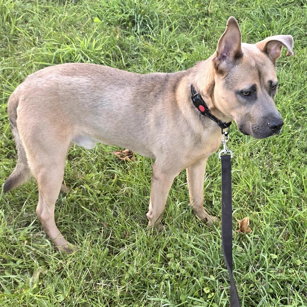 Pistol, a Adoptable Mixed Breed image 1/3