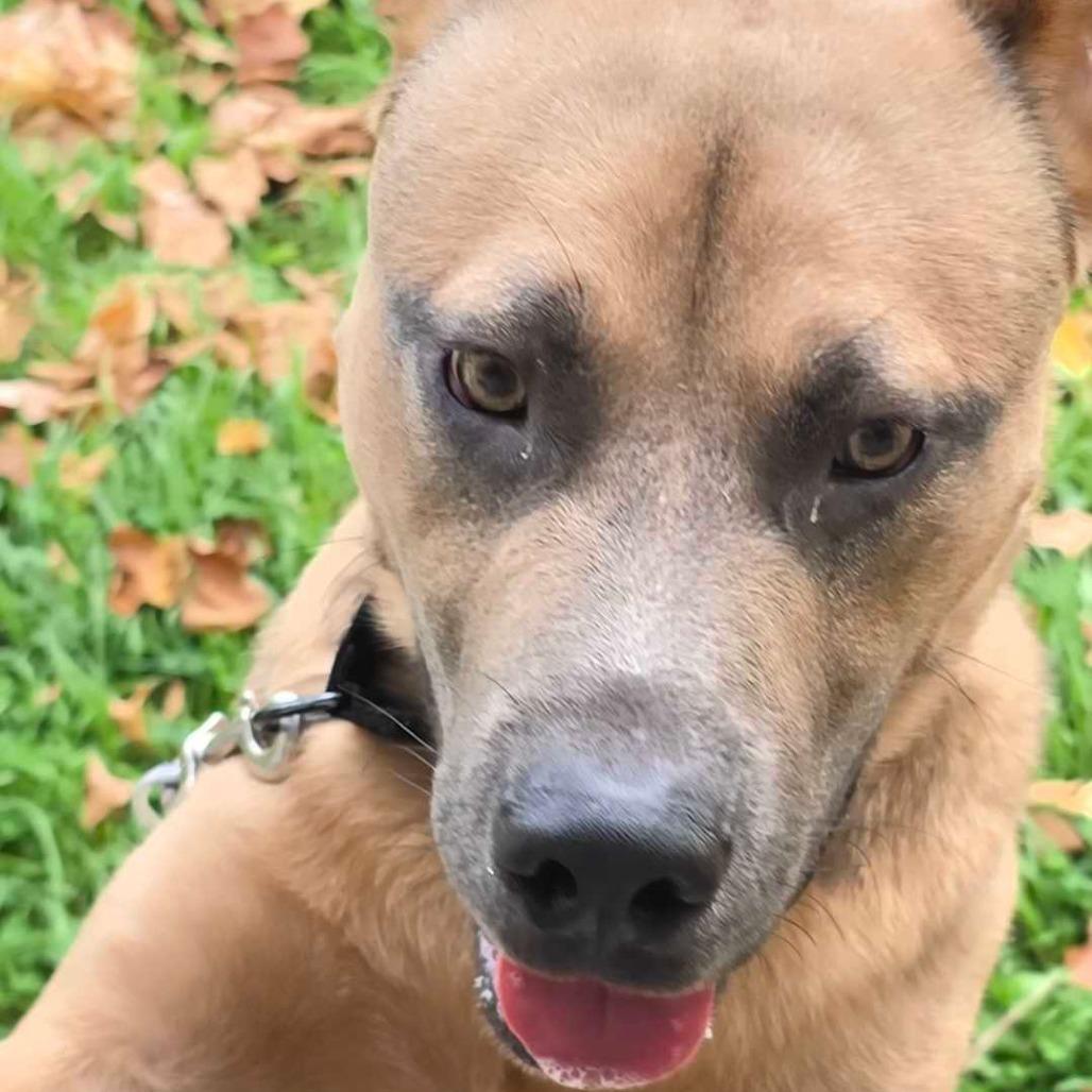 Pistol, a Adoptable Mixed Breed image 2/3