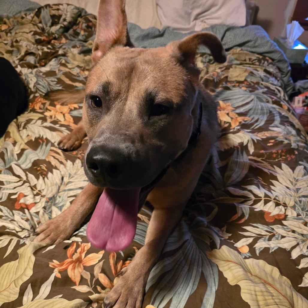 Pistol, a Adoptable Mixed Breed image 3/3