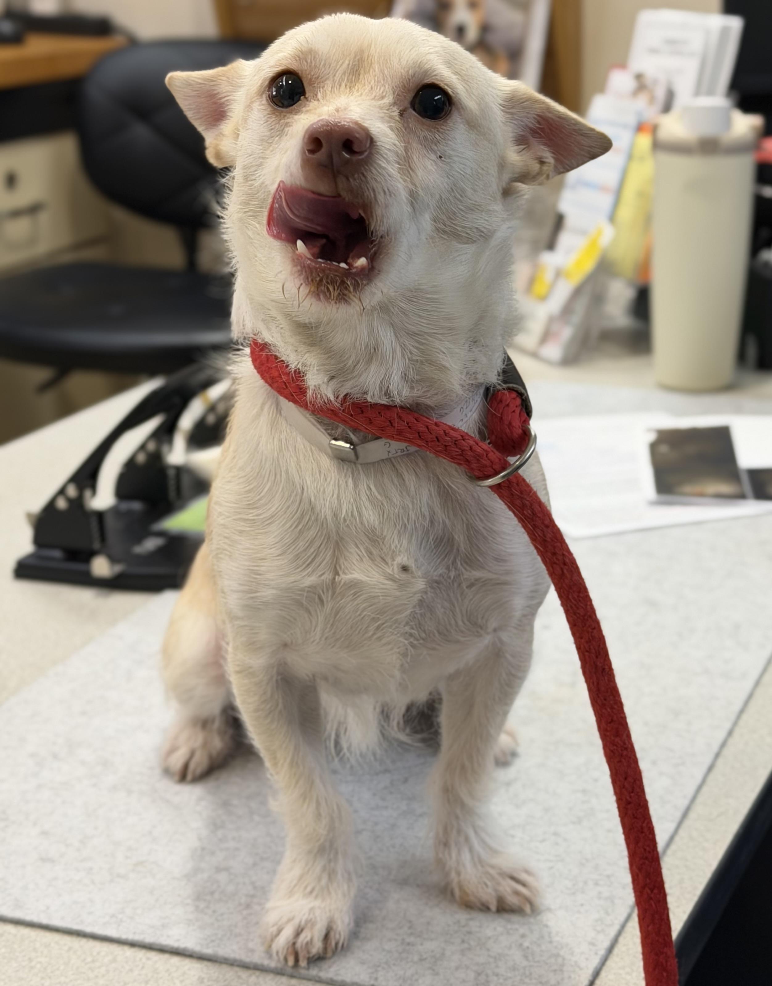 Enlarge Bingo- #50396, a ADOPTABLE mixed breed in Columbia, MD image 3/4
