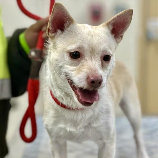 Bingo- #50396, ADOPTABLE, Adult Male Chihuahua & Jack Russell Terrier.