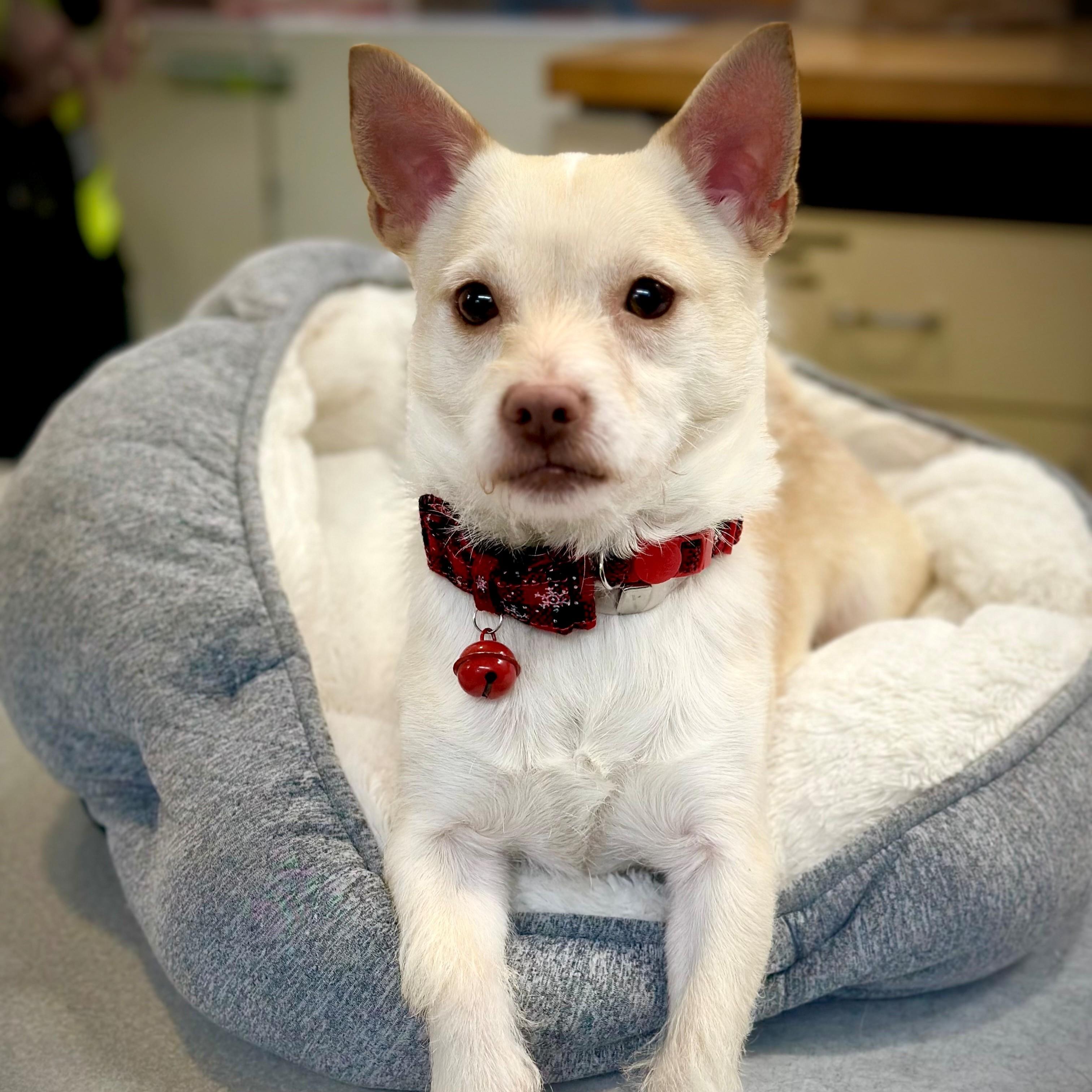 Bingo- #50396, ADOPTABLE, Adult Male Chihuahua & Jack Russell Terrier.