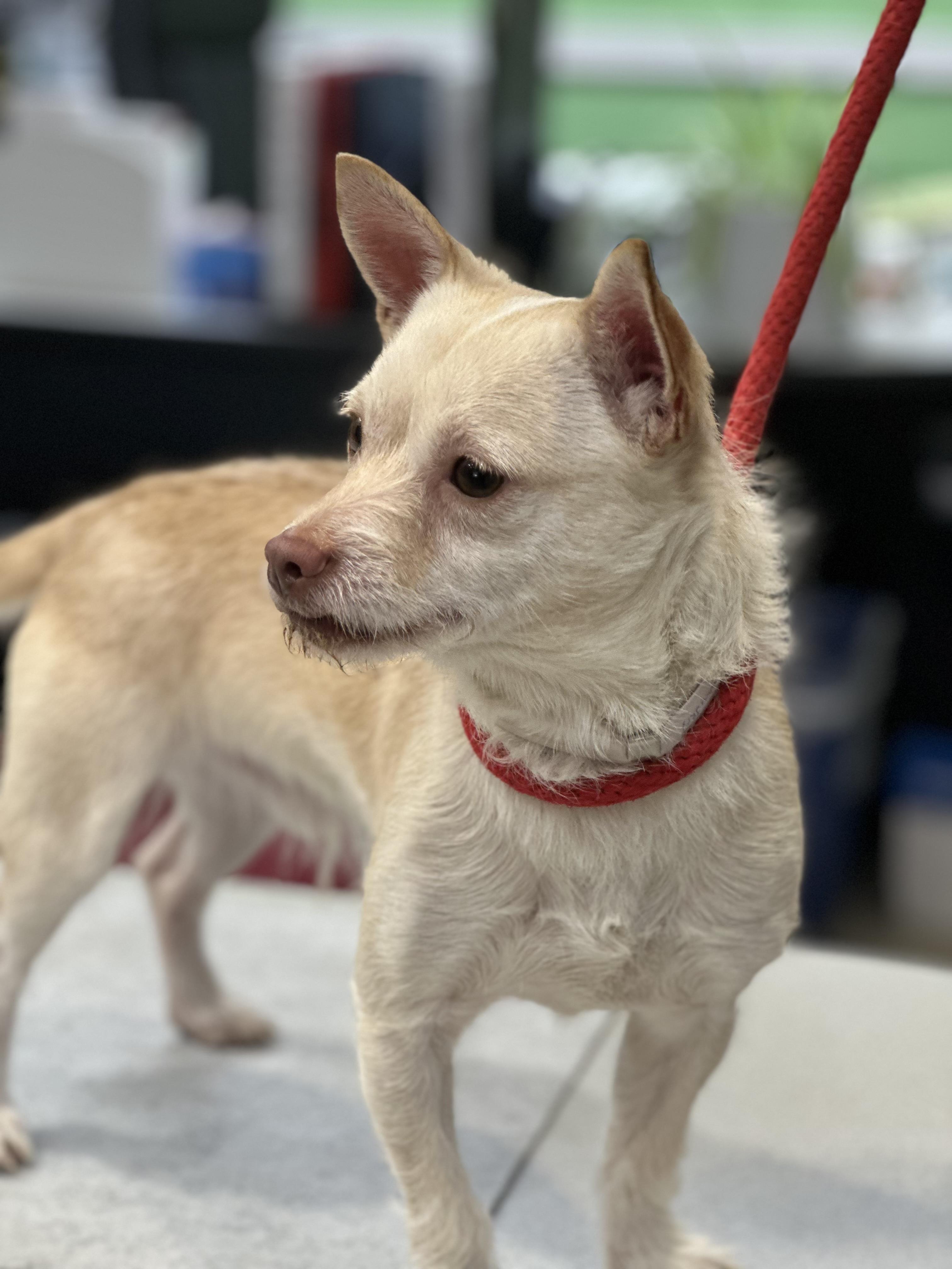 Enlarge Bingo- #50396, a ADOPTABLE mixed breed in Columbia, MD image 2/4