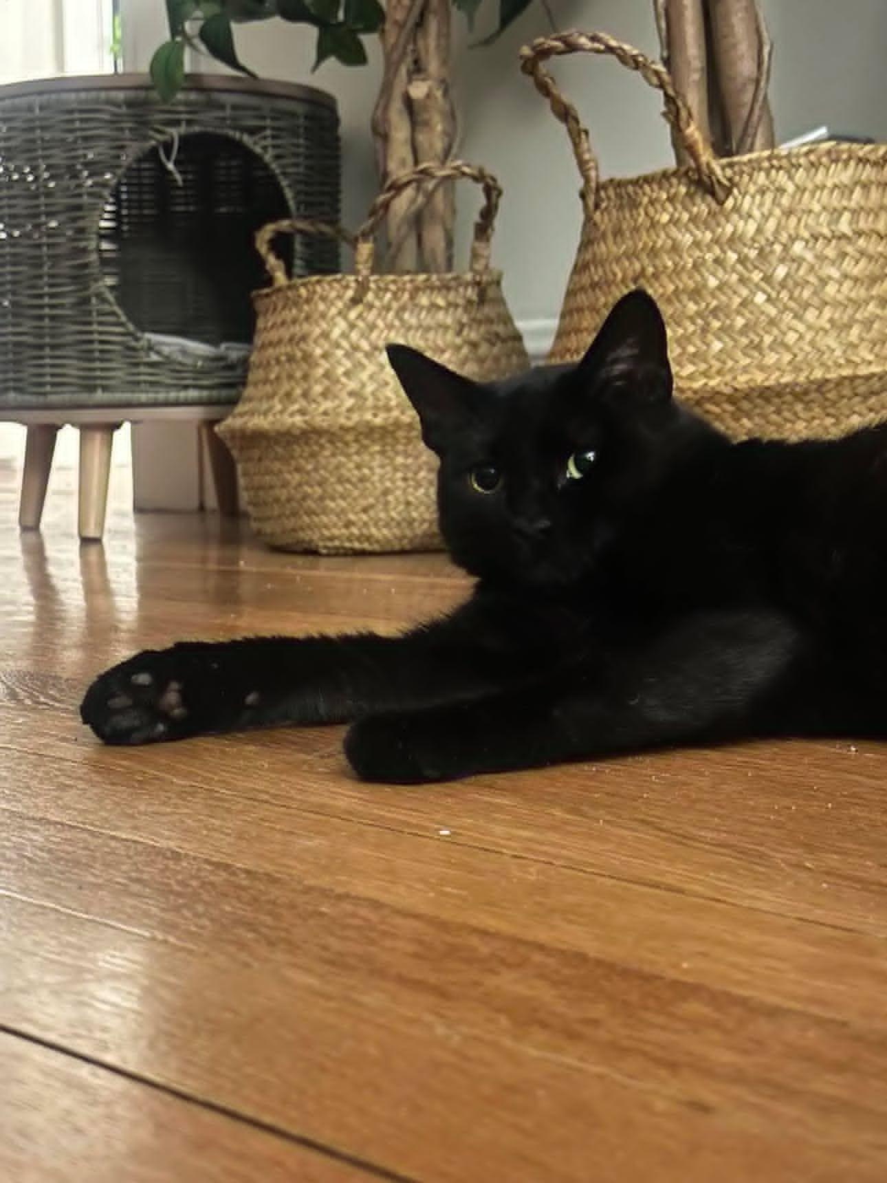 Winnie, a ADOPTABLE Domestic Short Hair in Roslindale, MA image 4/4