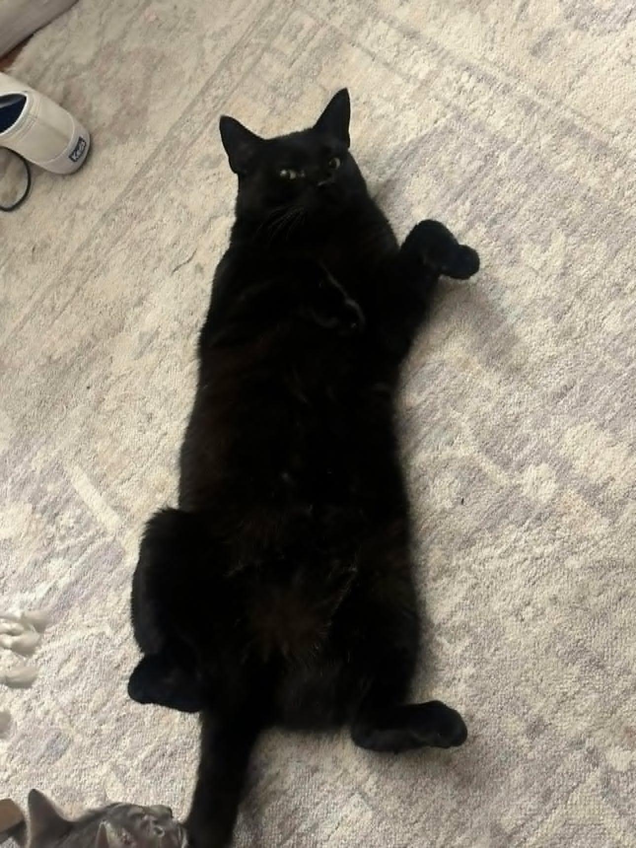 Winnie, a ADOPTABLE Domestic Short Hair in Roslindale, MA image 3/4