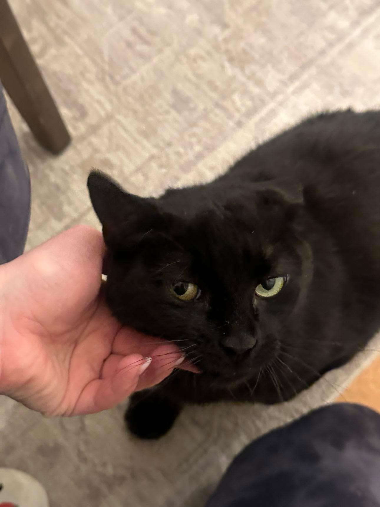 Winnie, a ADOPTABLE Domestic Short Hair in Roslindale, MA image 1/4