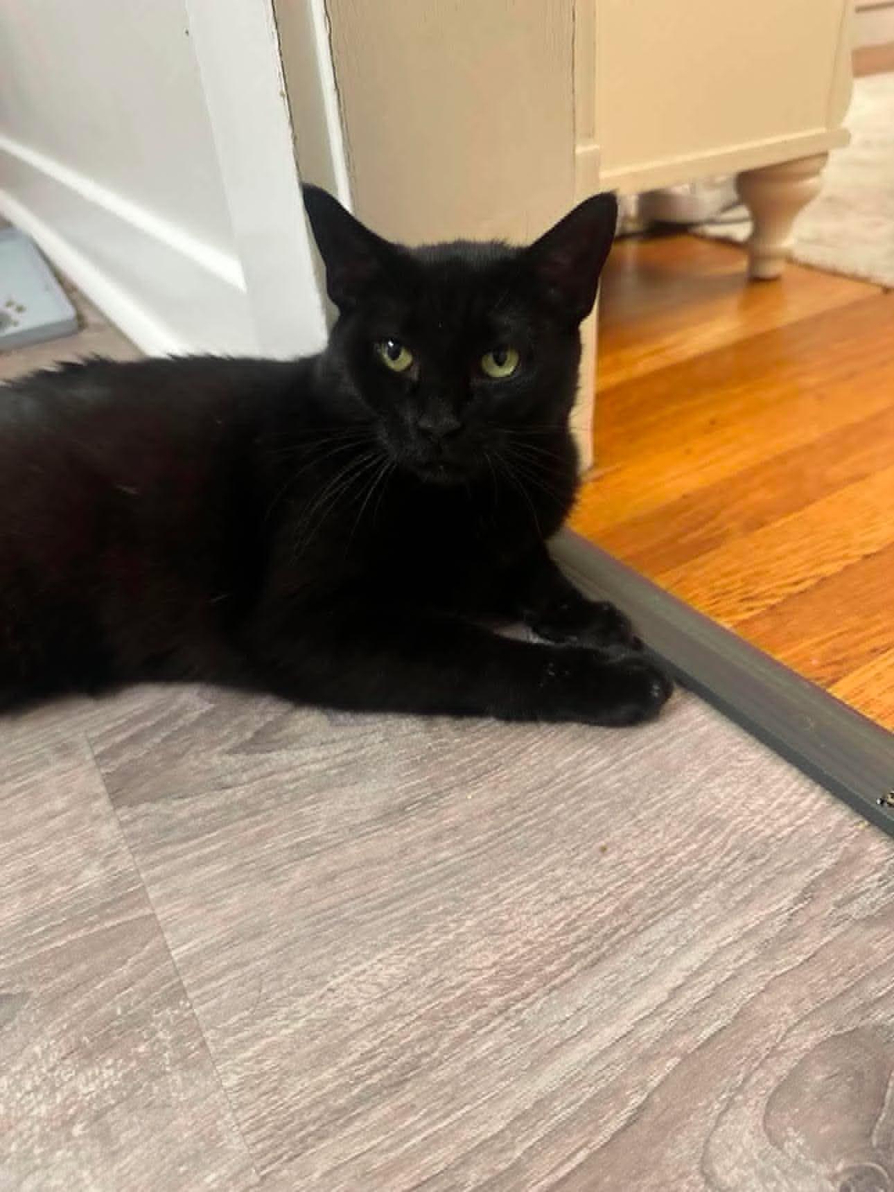 Winnie, a ADOPTABLE Domestic Short Hair in Roslindale, MA image 2/4