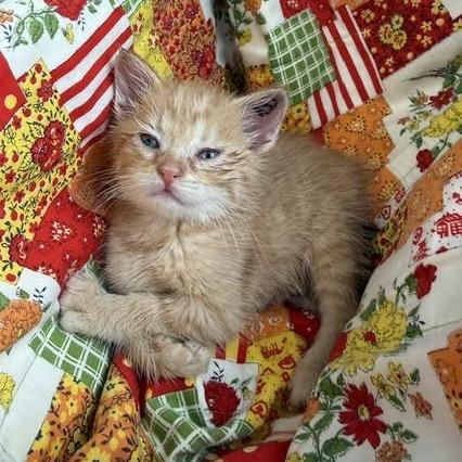 Enlarge Doily, a Adoptable Domestic Medium Hair in Archbold , OH image 2/2