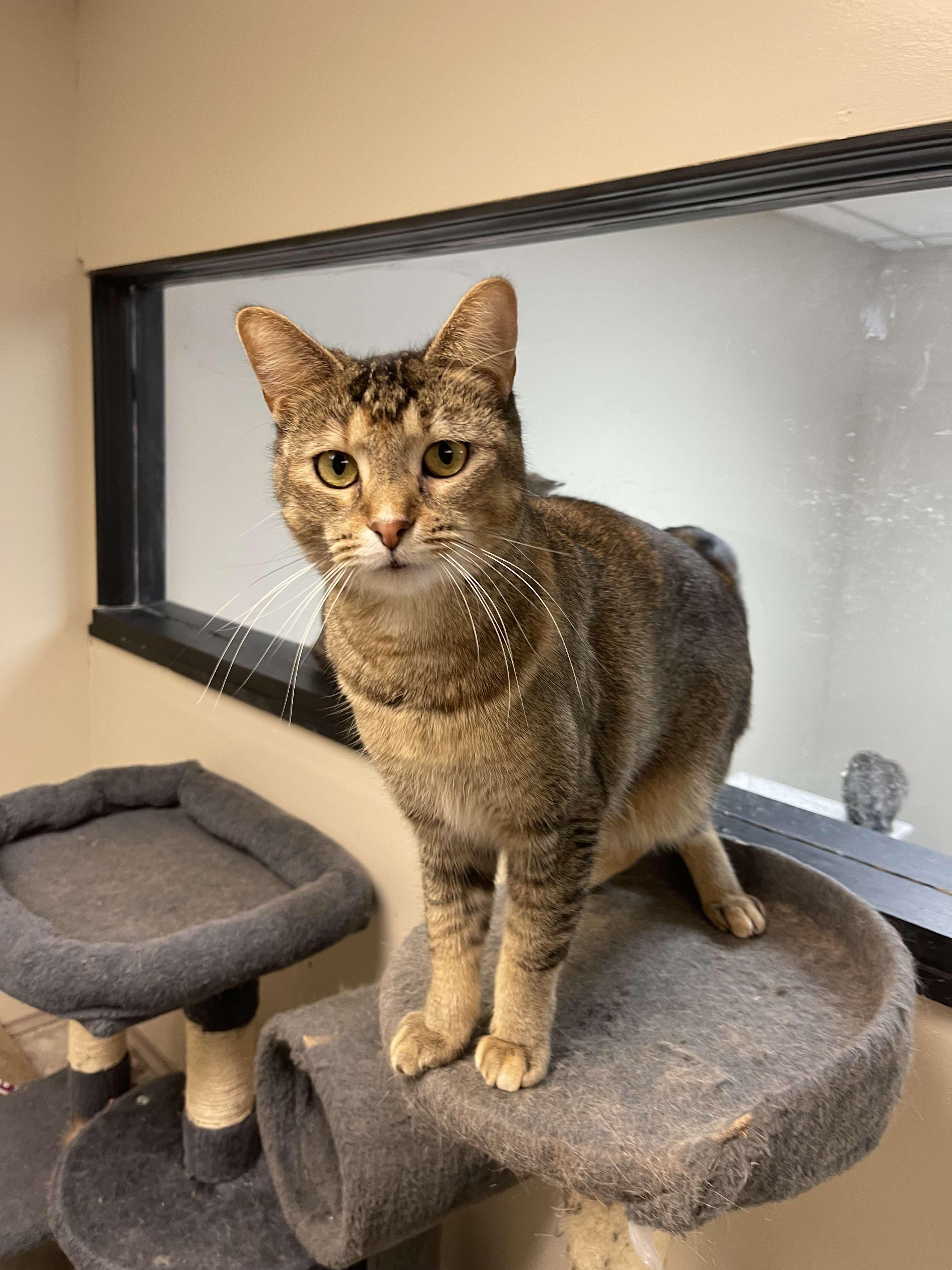 Enlarge Willow, a Adoptable Domestic Short Hair in Grand Rapids, MI image 1/5