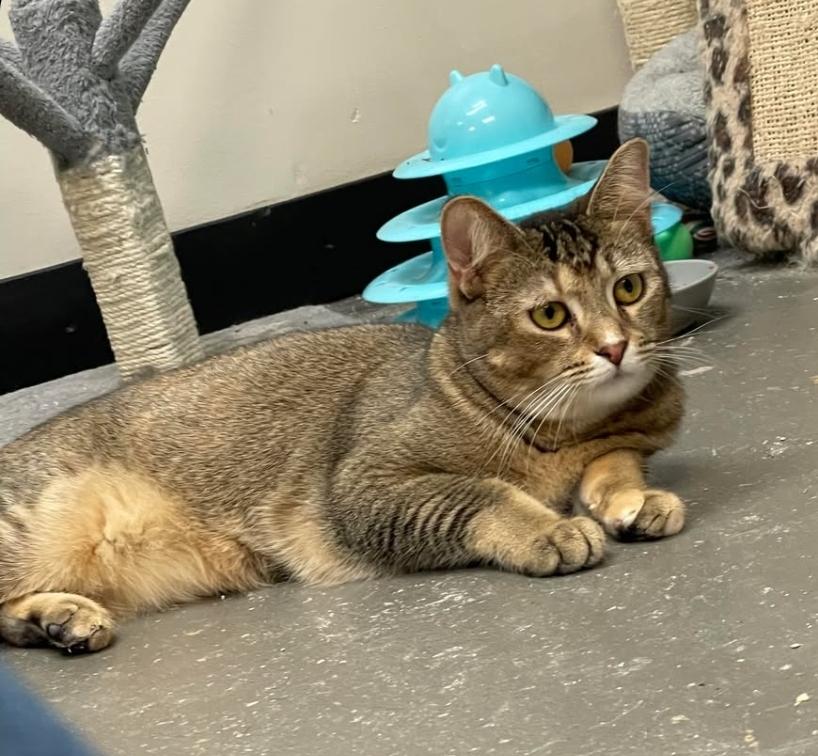 Enlarge Willow, a Adoptable Domestic Short Hair in Grand Rapids, MI image 2/5