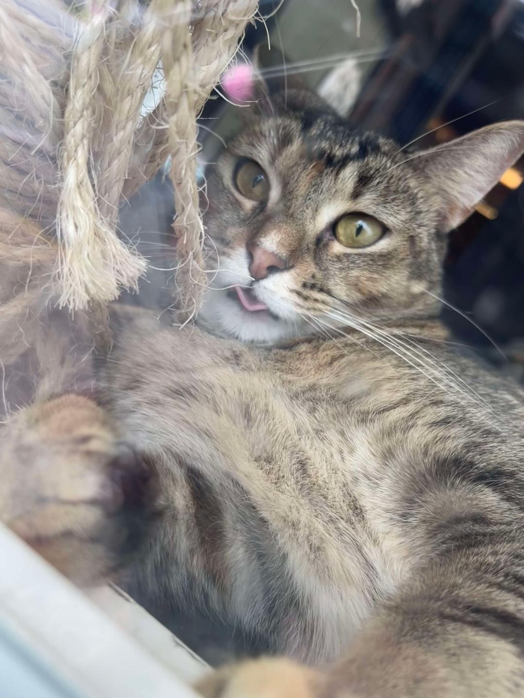 Enlarge Willow, a Adoptable Domestic Short Hair in Grand Rapids, MI image 3/5