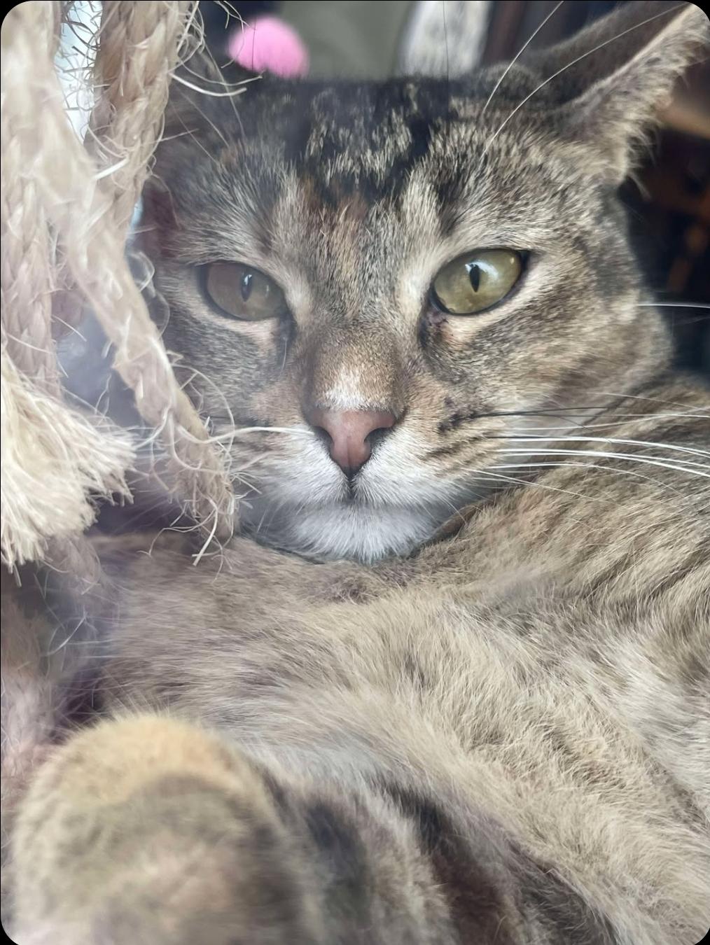 Enlarge Willow, a Adoptable Domestic Short Hair in Grand Rapids, MI image 4/5