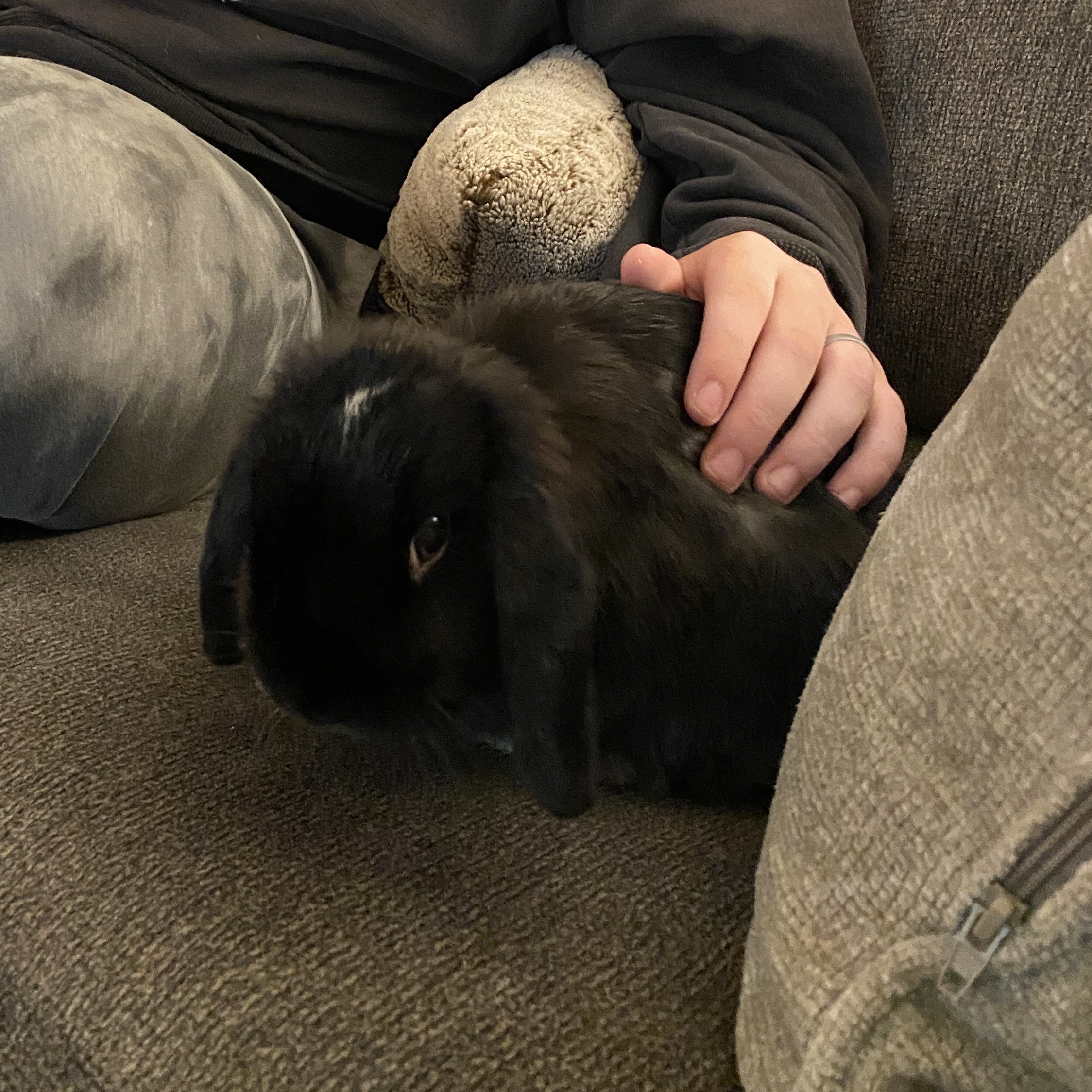 Suzie Holland Lop Rabbit