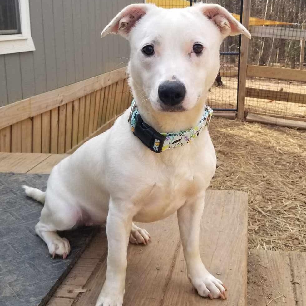 Enlarge Peaches, a ADOPTABLE mixed breed in Roanoke, AL image 1/6