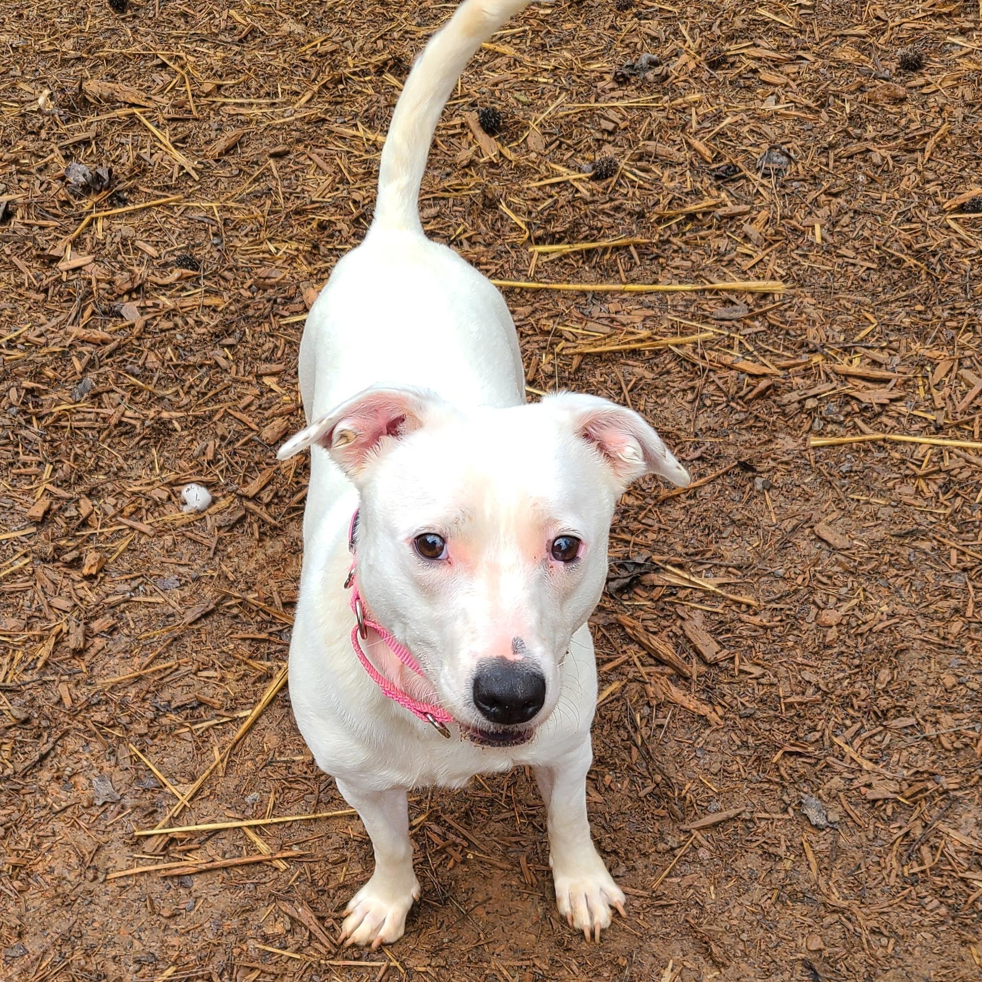 Enlarge Peaches, a ADOPTABLE mixed breed in Roanoke, AL image 6/6