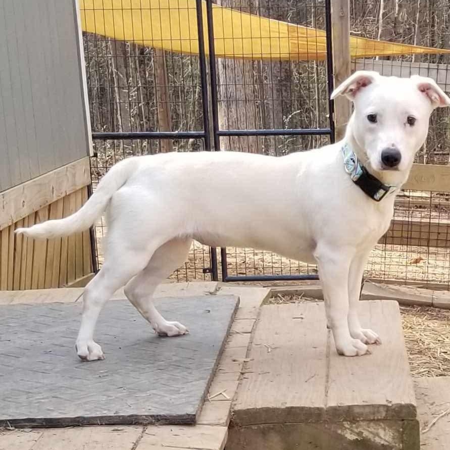 Enlarge Peaches, a ADOPTABLE mixed breed in Roanoke, AL image 4/6