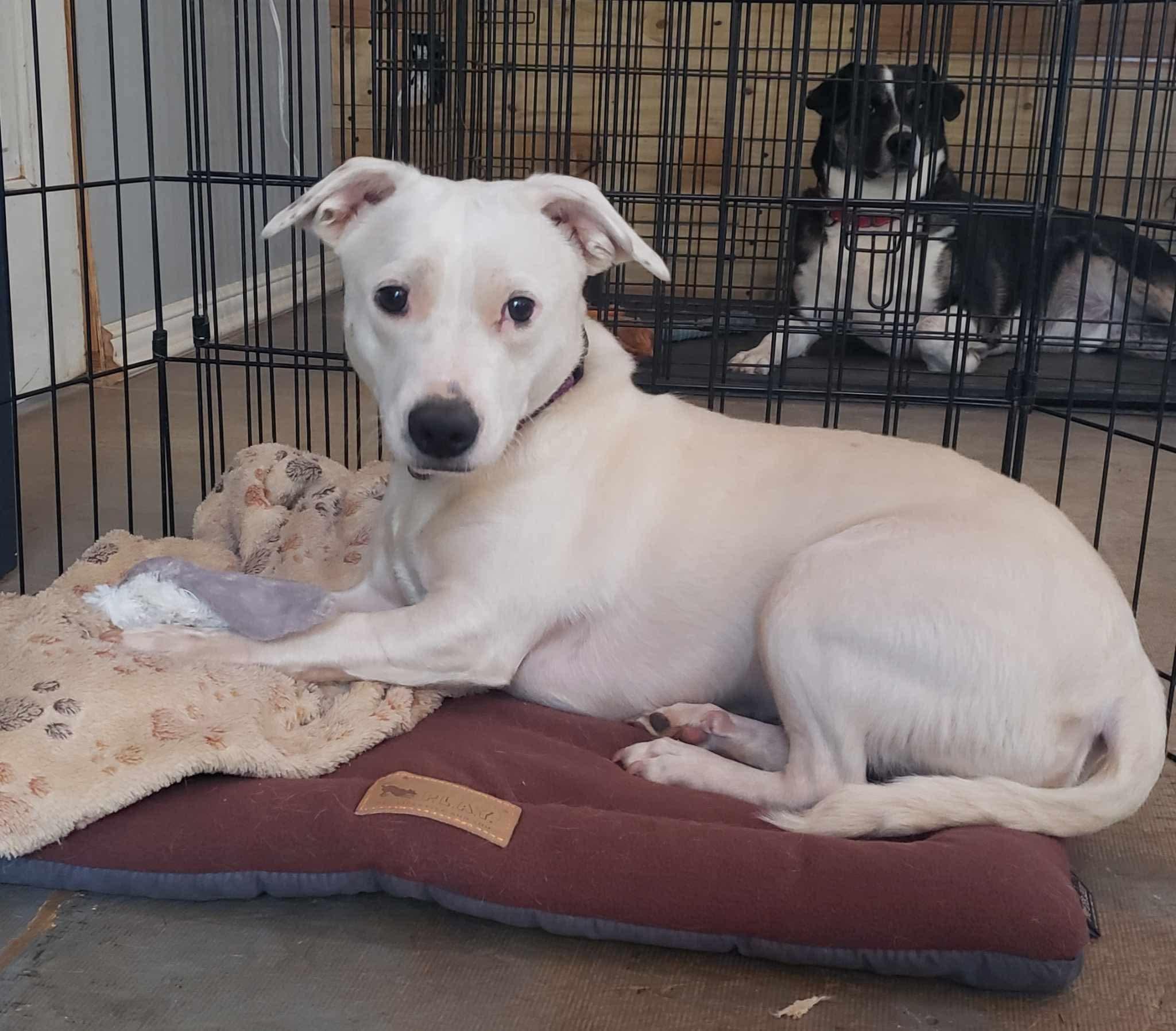 Peaches, a ADOPTABLE mixed breed in Roanoke, AL image 5/6