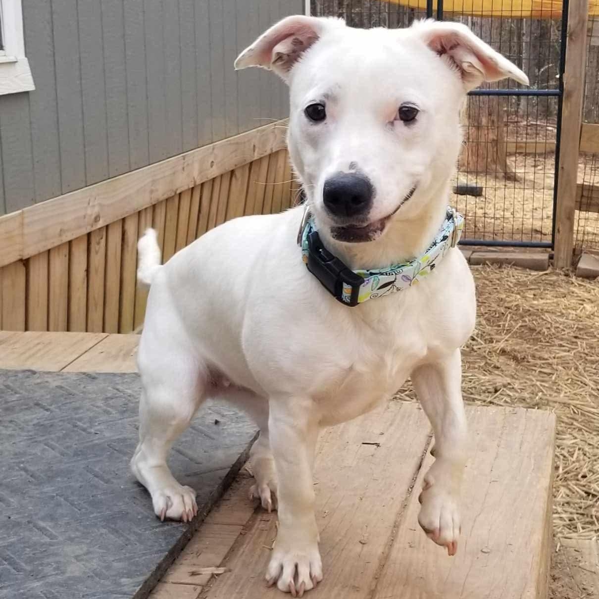 Enlarge Peaches, a ADOPTABLE mixed breed in Roanoke, AL image 3/6