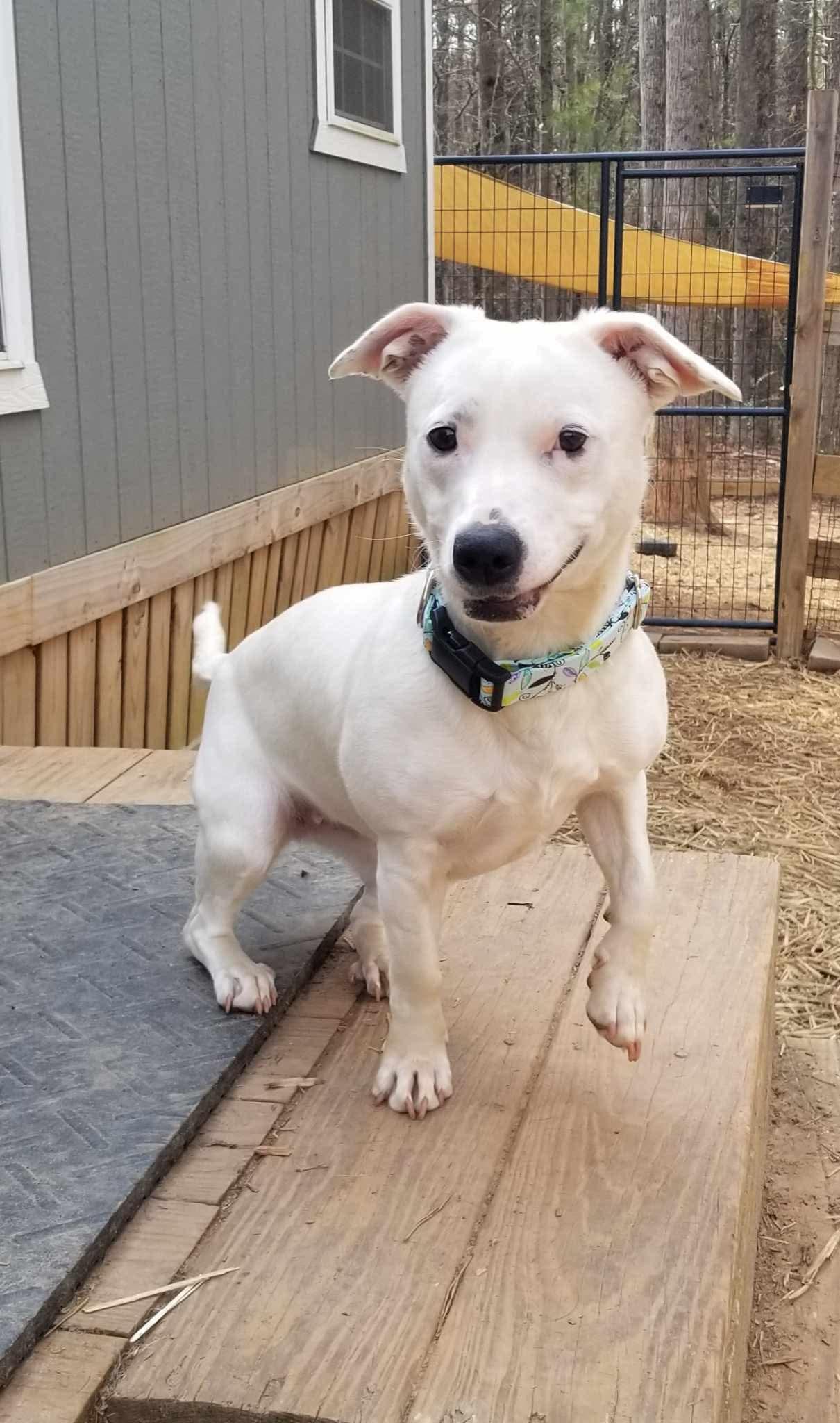 Peaches, a ADOPTABLE mixed breed in Roanoke, AL image 2/6